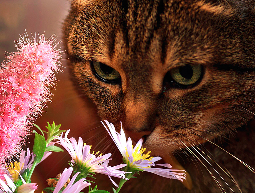 photo "Flowers for Liza" tags: nature, pets/farm animals