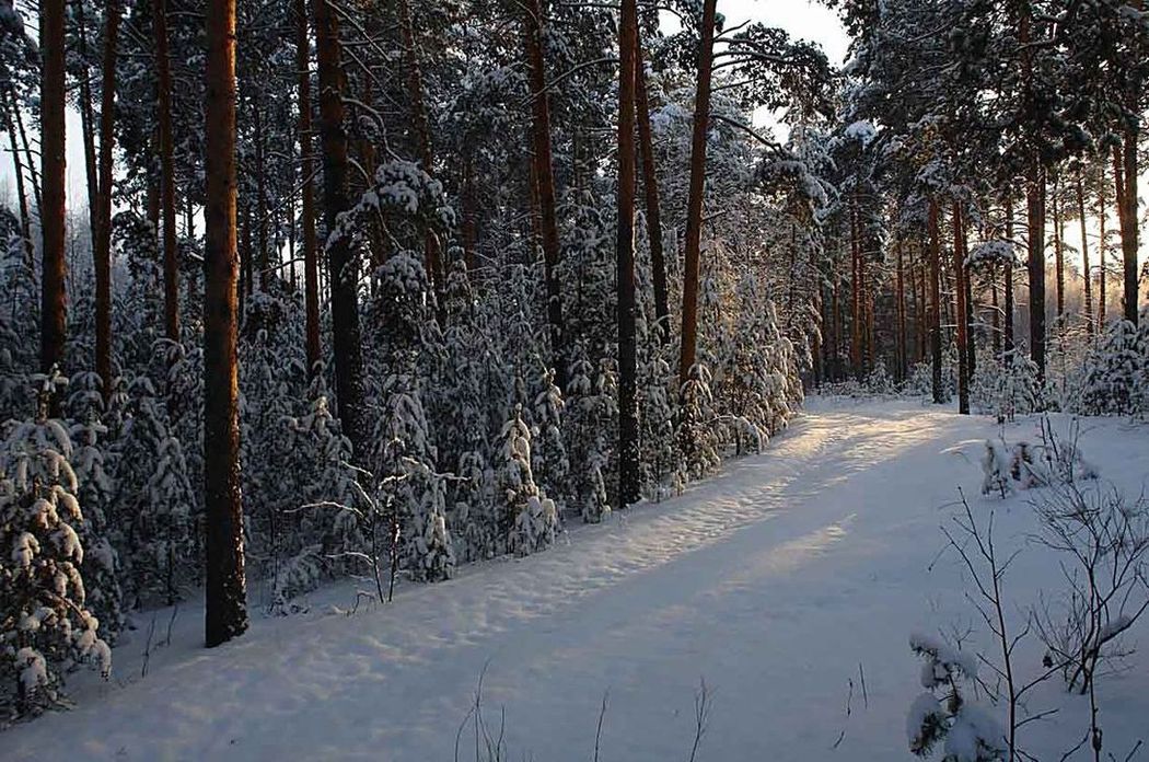 фото "Вечер в сосновой роще." метки: пейзаж, зима, лес