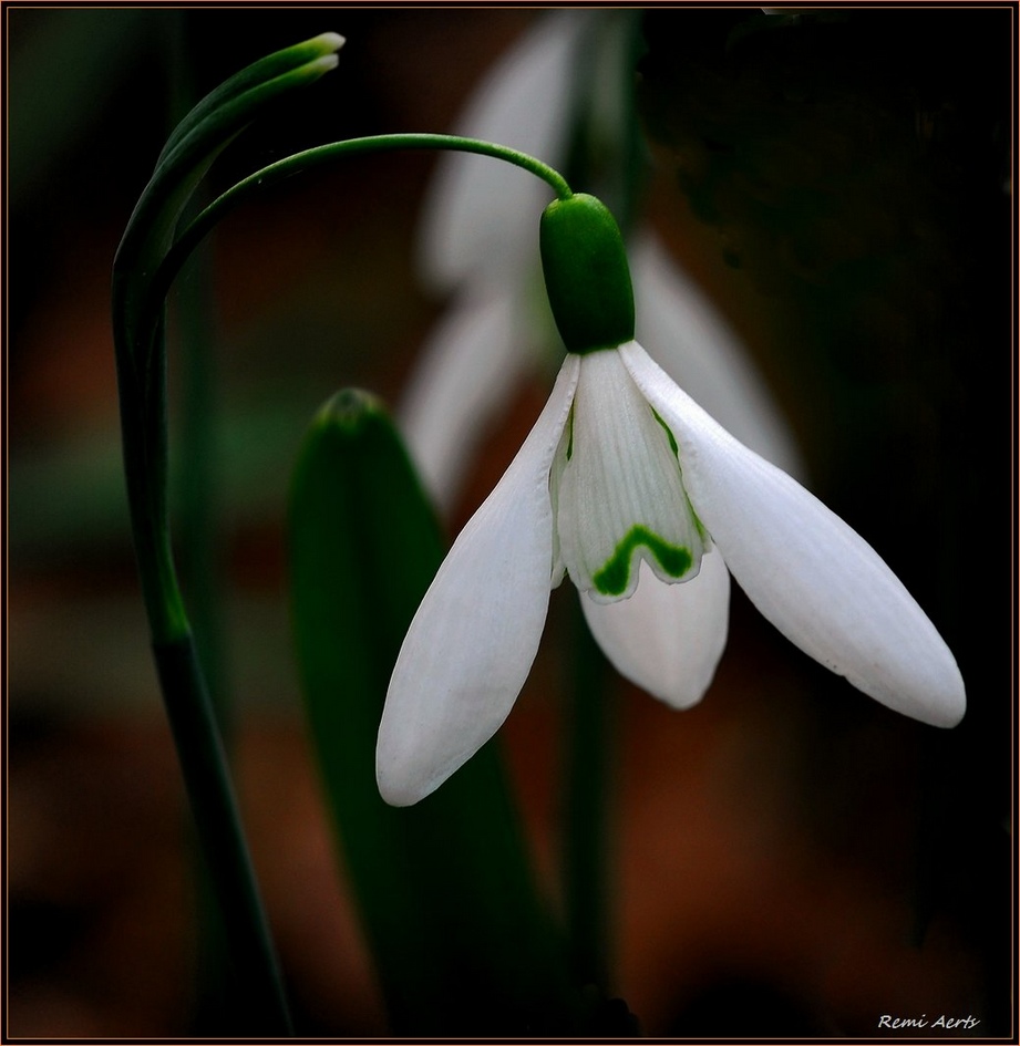 photo "***" tags: nature, macro and close-up, flowers