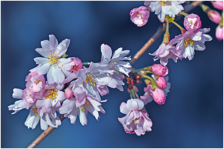 фото "Първите цветове на пролетта" метки: макро и крупный план, 
