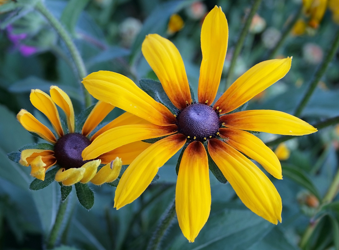 photo "цветы, флора, рудбекия" tags: nature, flowers