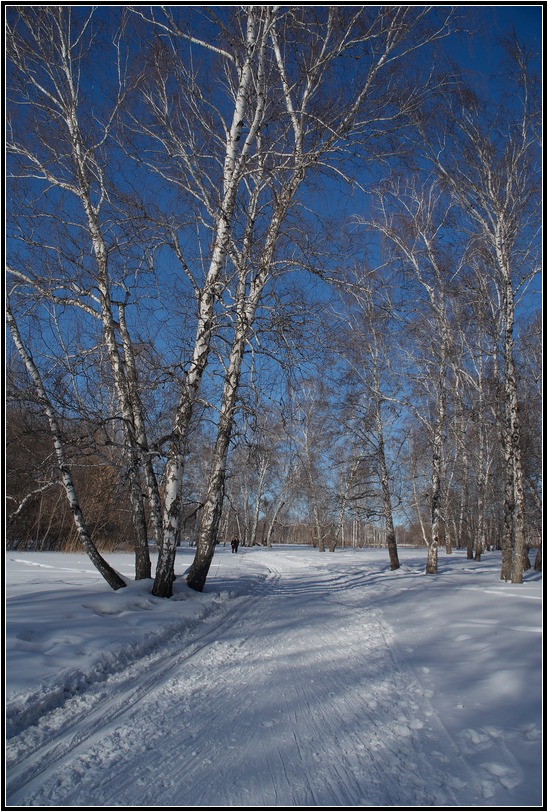 photo "***" tags: landscape, forest