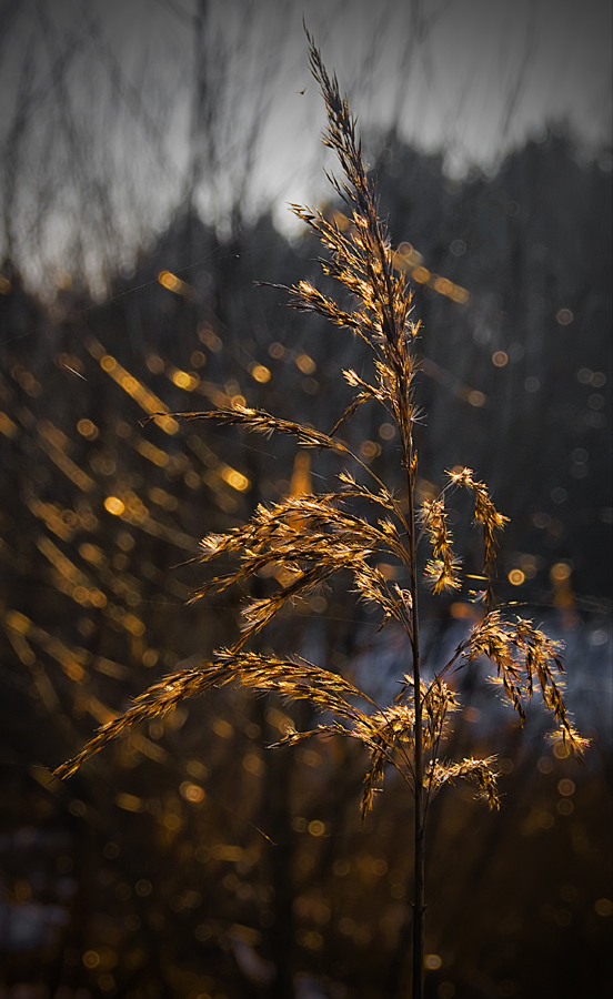 photo "Dance of light" tags: nature, 