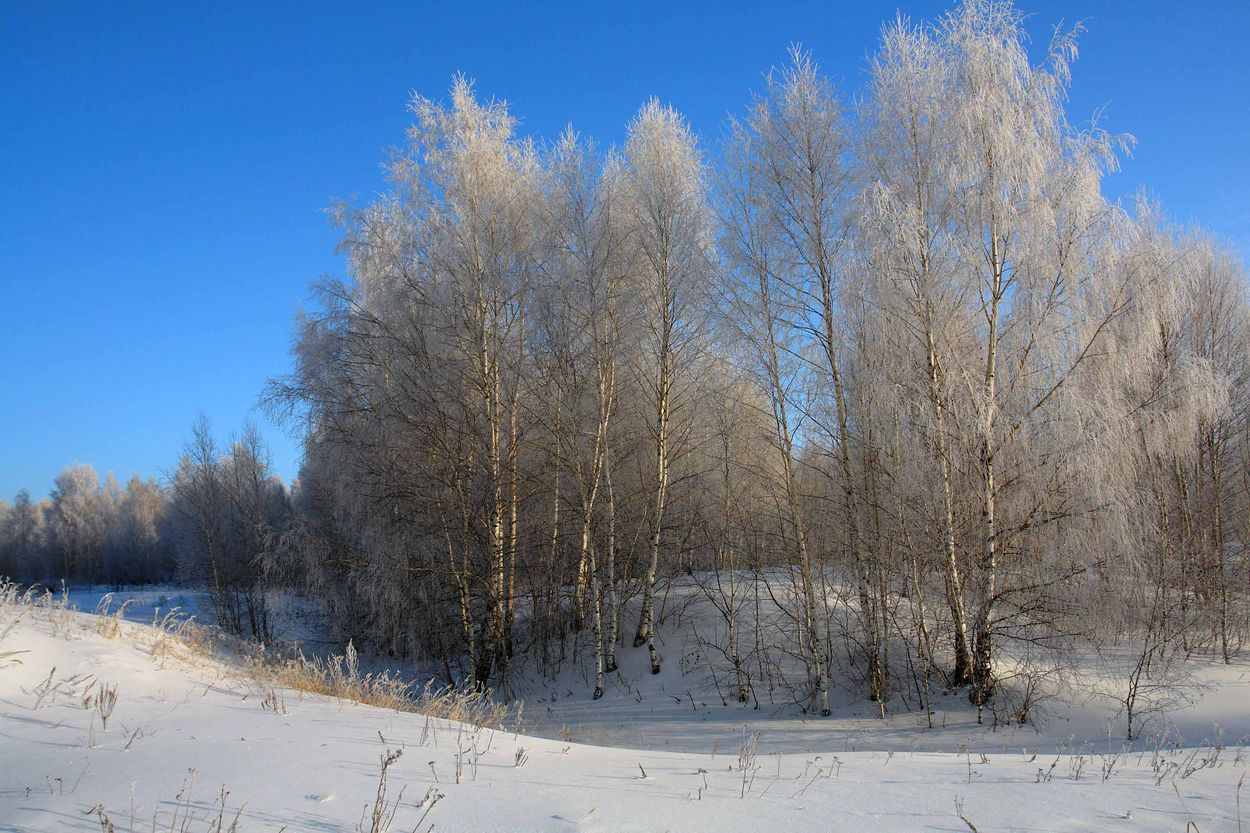 фото "Березки." метки: пейзаж, зима