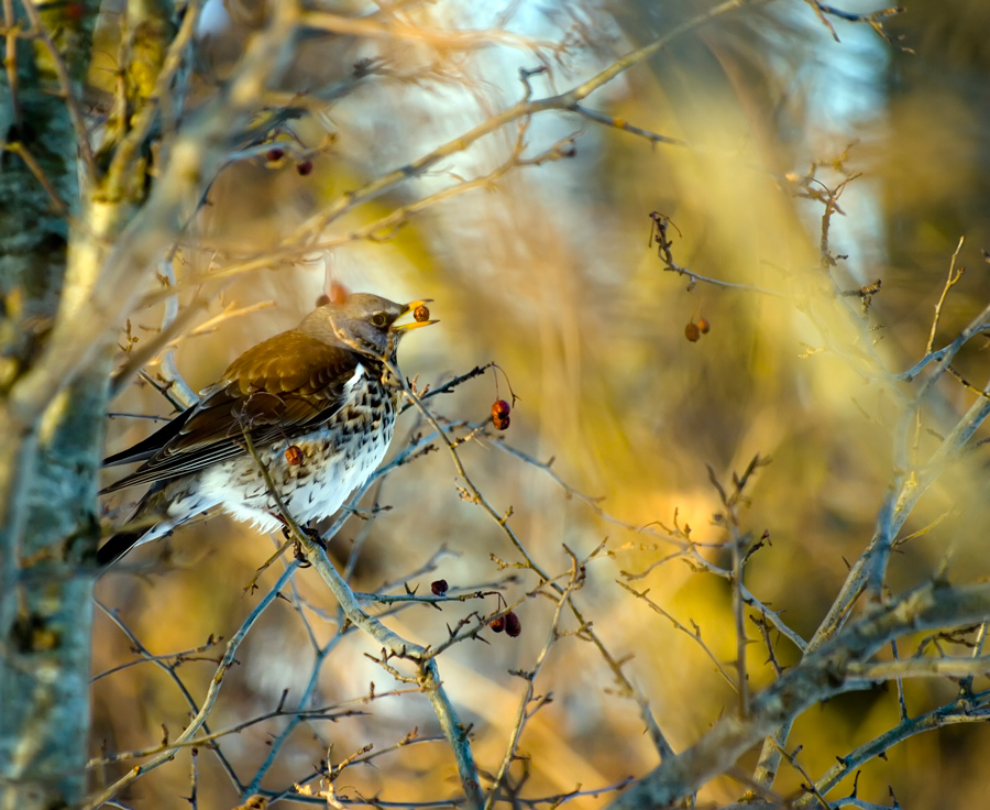 photo "***" tags: nature, wild animals