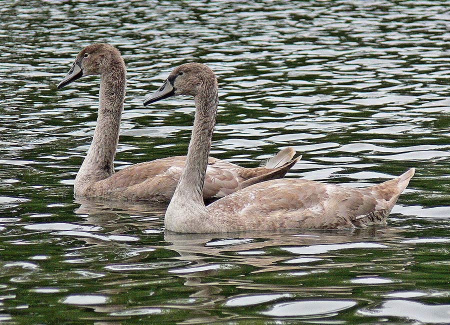 photo "Siblings" tags: nature, wild animals