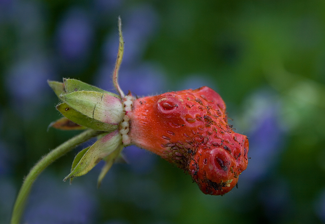 photo "***" tags: macro and close-up, 