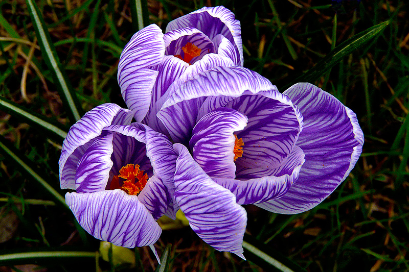 photo "Spring Trio" tags: nature, macro and close-up, flowers, spring