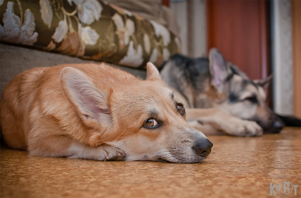 photo "собаки" tags: nature, pets/farm animals