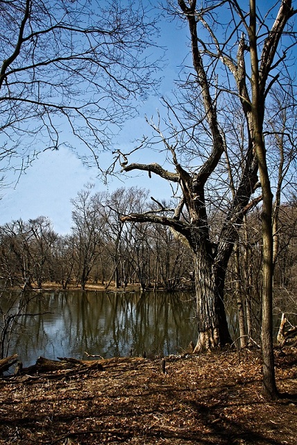 photo "***" tags: landscape, forest, spring