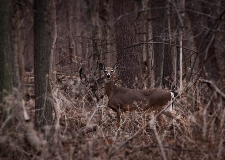 photo "***" tags: nature, wild animals