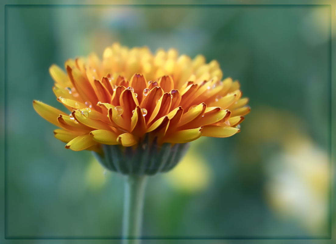 photo "***" tags: nature, flowers