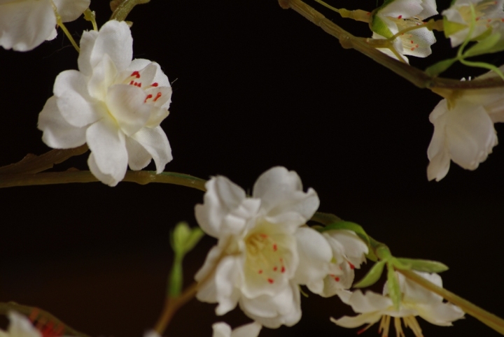 photo "***" tags: nature, macro and close-up, flowers