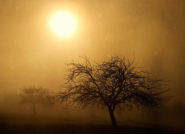 photo ".." tags: landscape, forest