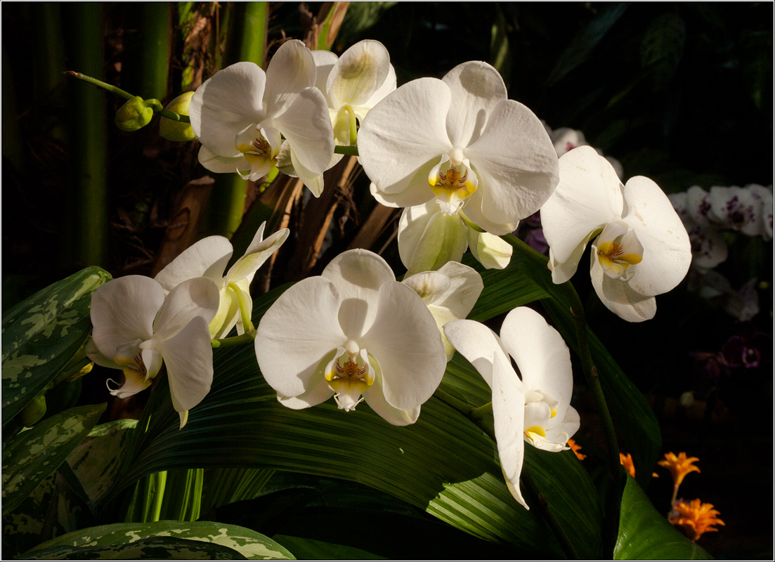 photo "Phalaenopsis or moth orchid" tags: nature, flowers