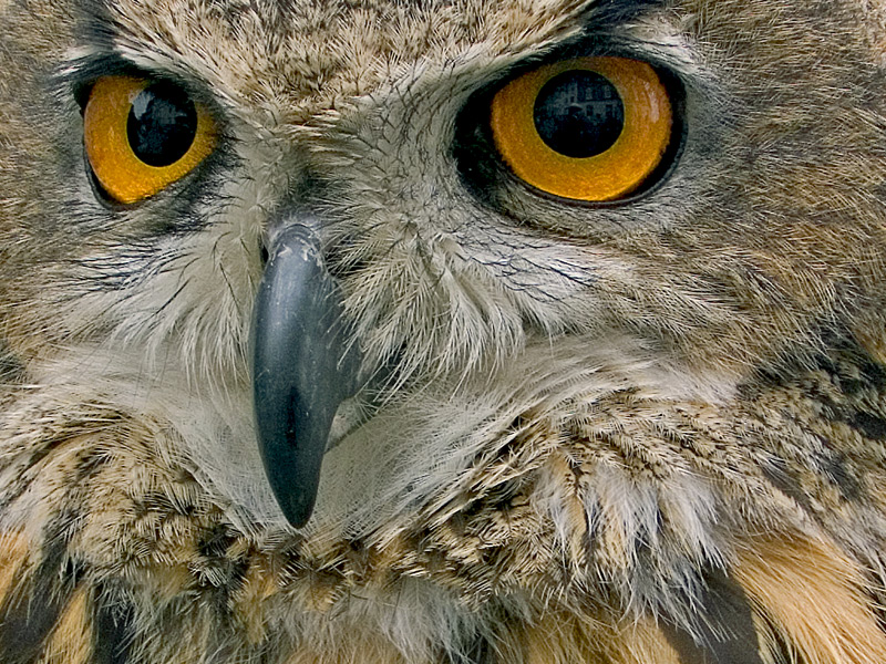 photo "Eyes Of An Owl" tags: travel, Europe