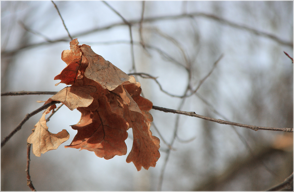 photo "***" tags: landscape, fragment, spring