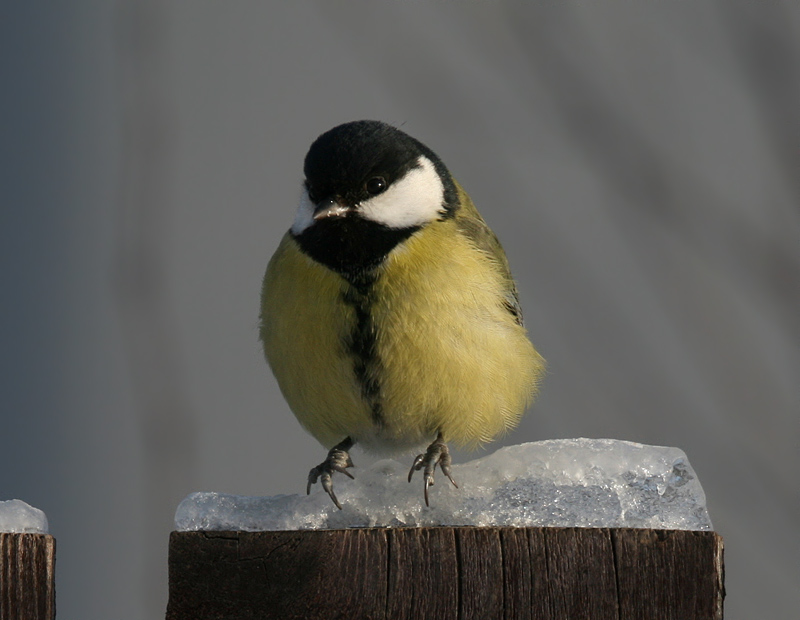 photo "Звезда на льду - 2" tags: nature, wild animals