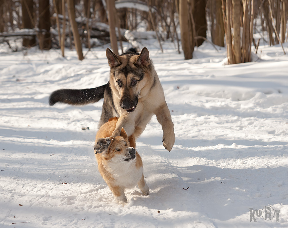 photo "***" tags: nature, pets/farm animals