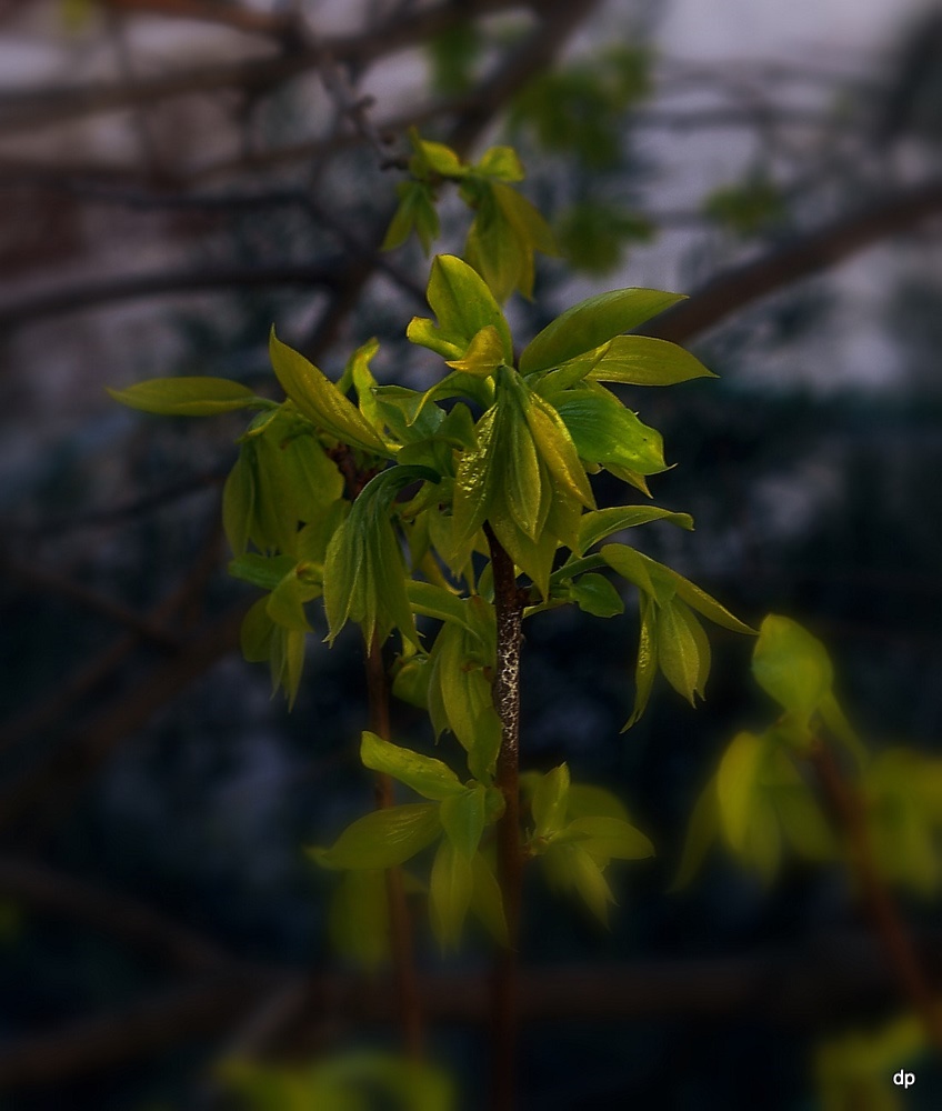 photo "***" tags: nature, flowers