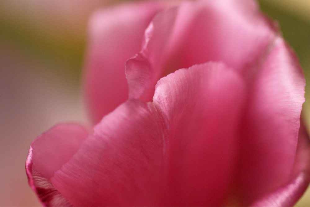 photo "***" tags: macro and close-up, nature, flowers