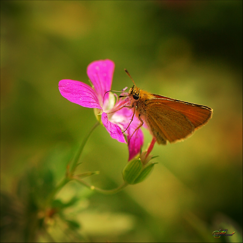 photo "***" tags: nature, flowers, insect