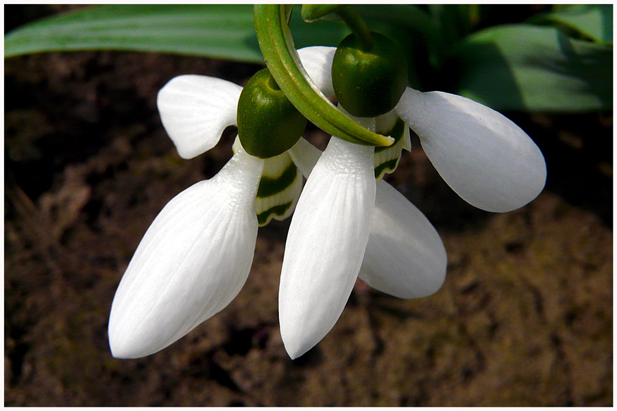 photo "Embrace" tags: nature, flowers, spring