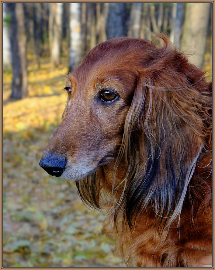 photo "Autumn mood" tags: portrait, nature, pets/farm animals