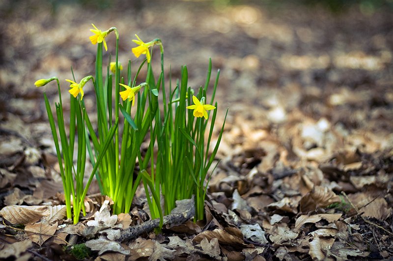 photo "***" tags: nature, flowers