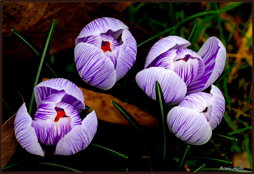 photo "***" tags: nature, macro and close-up, flowers