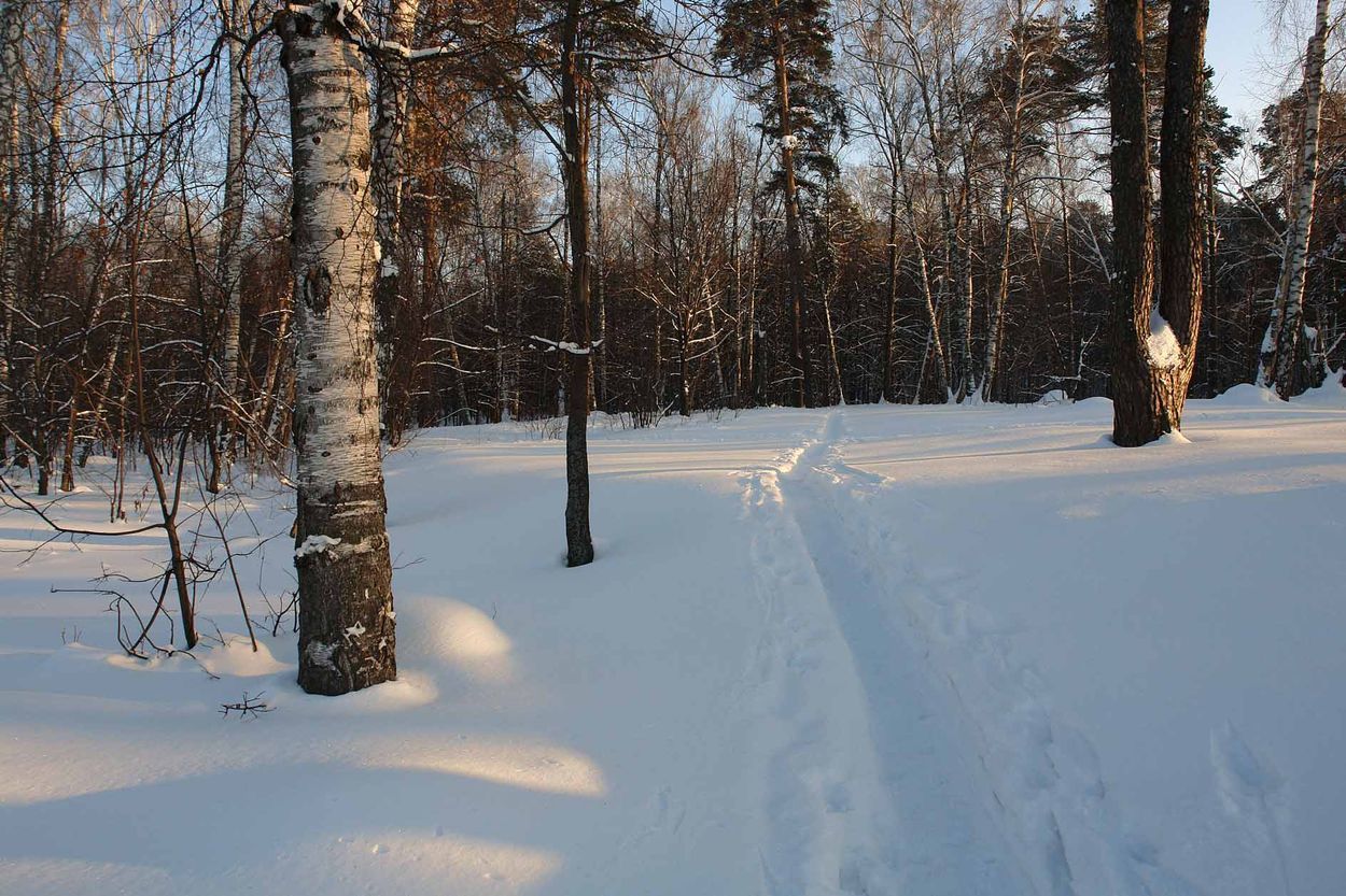 photo "***" tags: landscape, forest