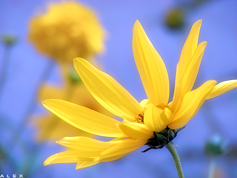 photo "*" tags: nature, flowers