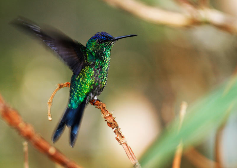 photo "Winged beauty" tags: nature, macro and close-up, 