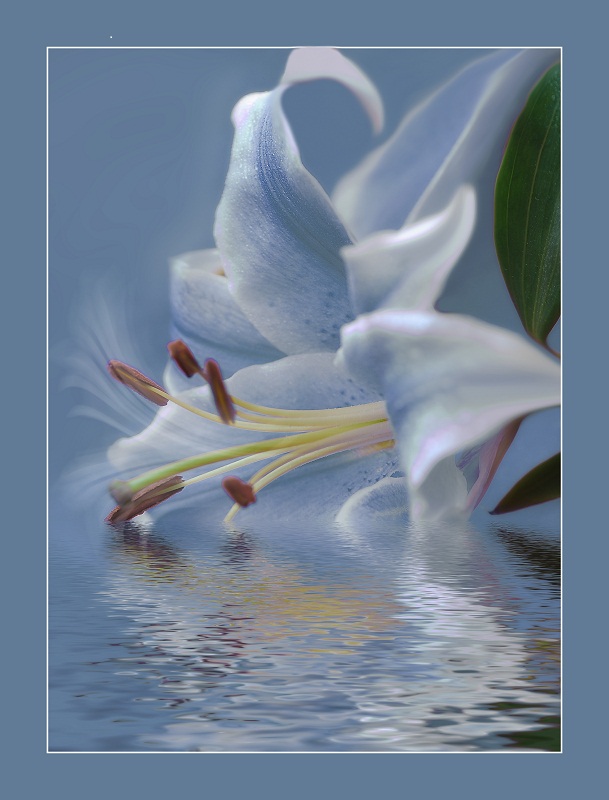 photo "***" tags: nature, flowers