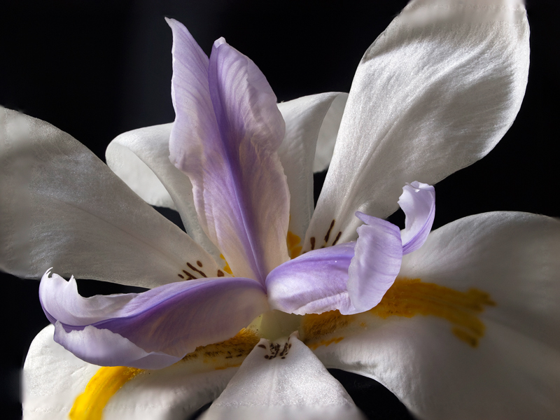 photo "African Lily" tags: nature, macro and close-up, flowers