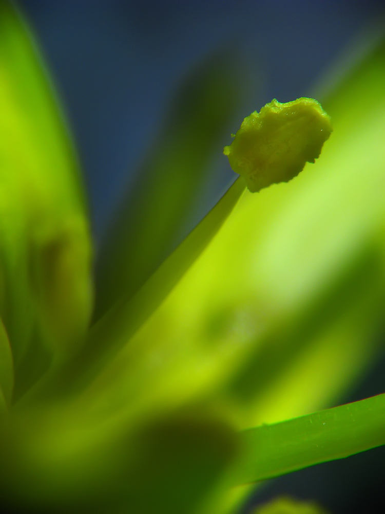 photo "***" tags: macro and close-up, nature, flowers