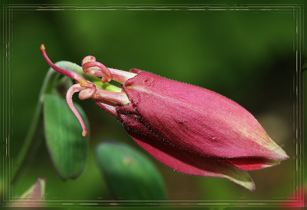 photo "***" tags: nature, macro and close-up, flowers