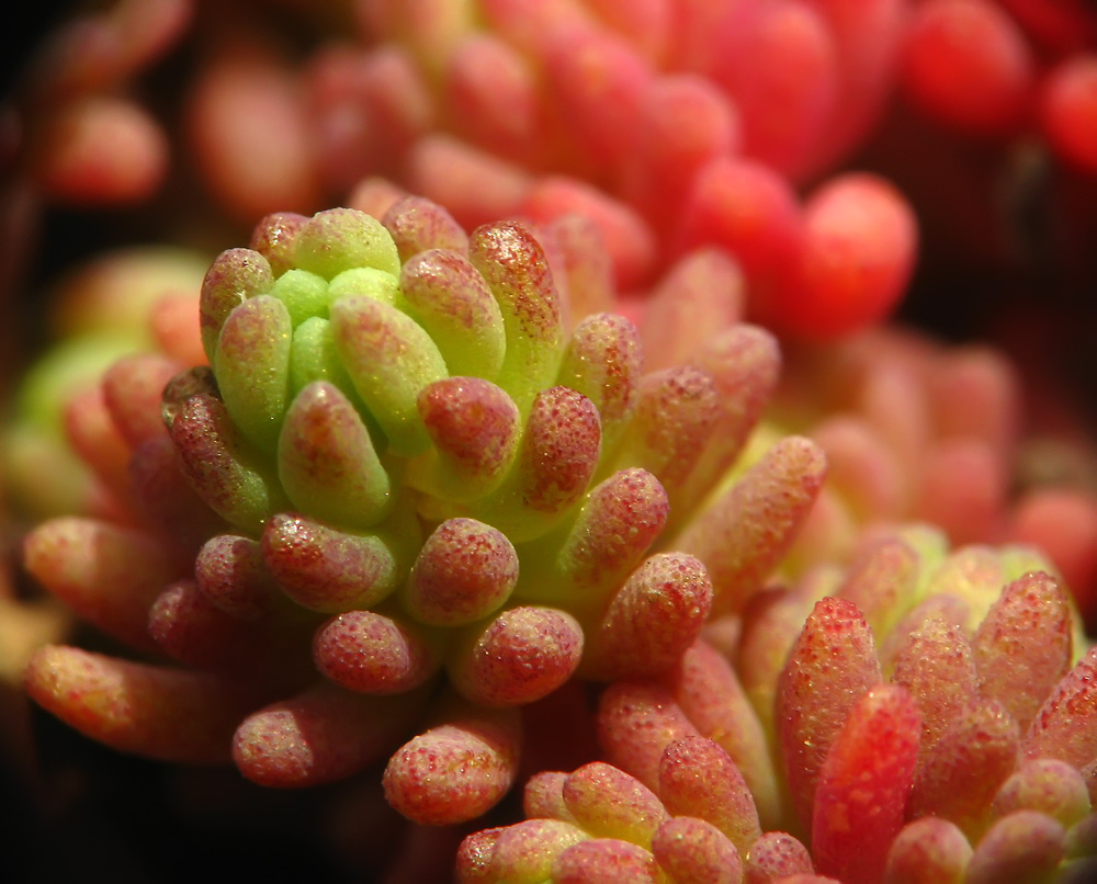 photo "***" tags: macro and close-up, nature, flowers