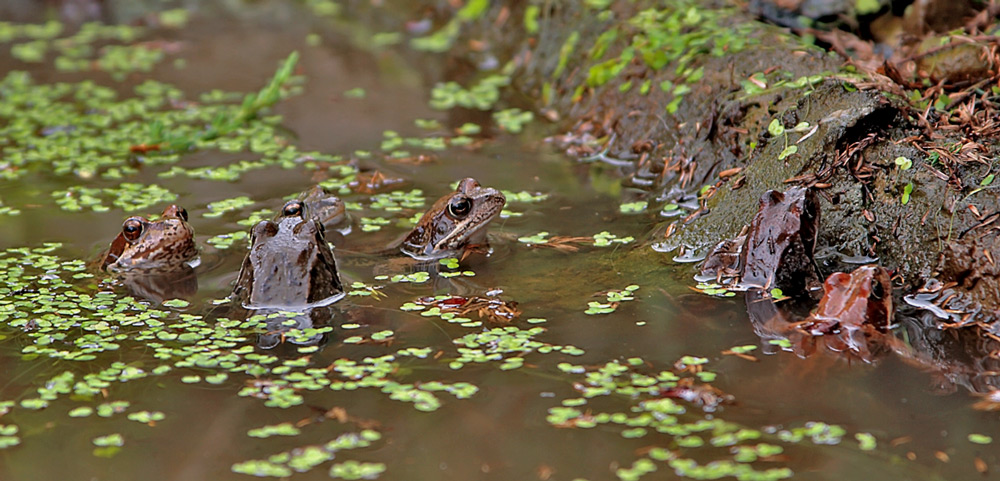 photo "***" tags: genre, nature, wild animals