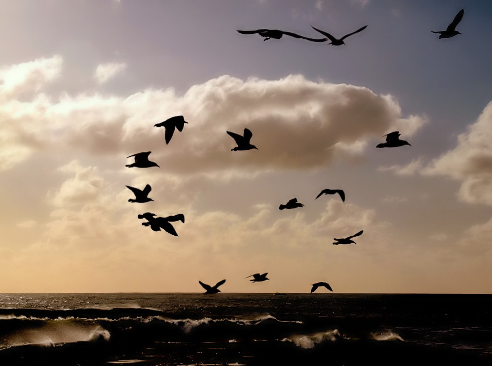 photo ""Sea-gulls... over the Ocean..."" tags: nature, wild animals
