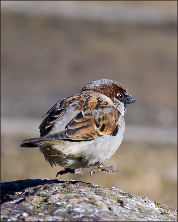 photo "Levitation lesson" tags: humor, nature, wild animals