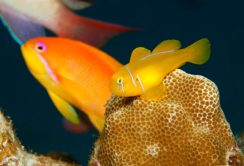photo "Gold" tags: underwater, 