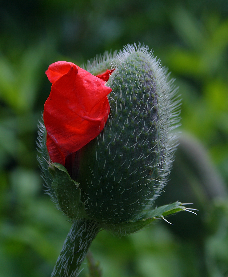 photo "мак, флора, цветок, природа" tags: nature, macro and close-up, flowers