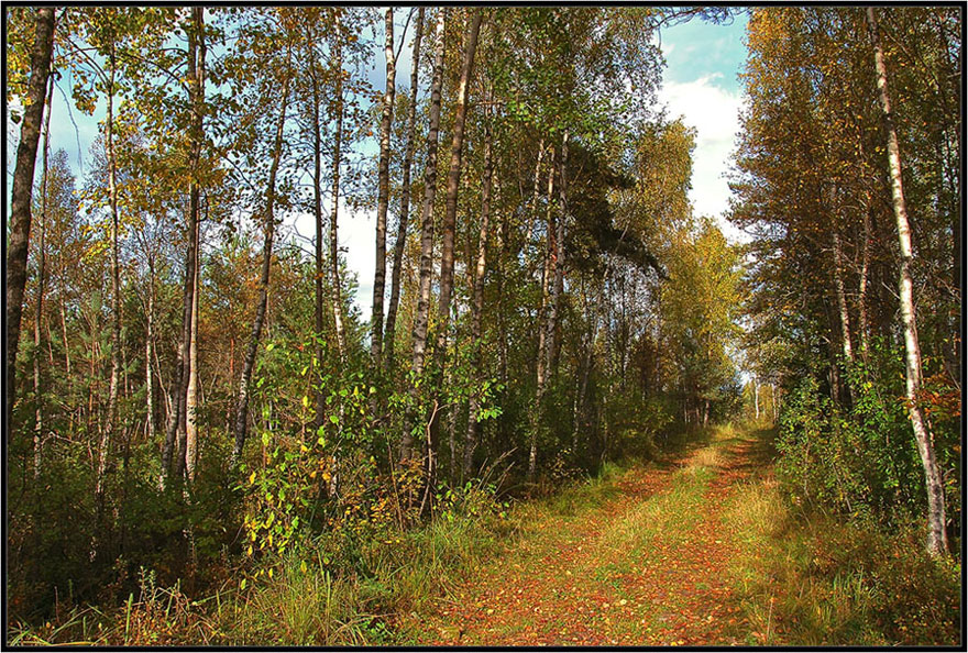 photo "***" tags: landscape, autumn, forest
