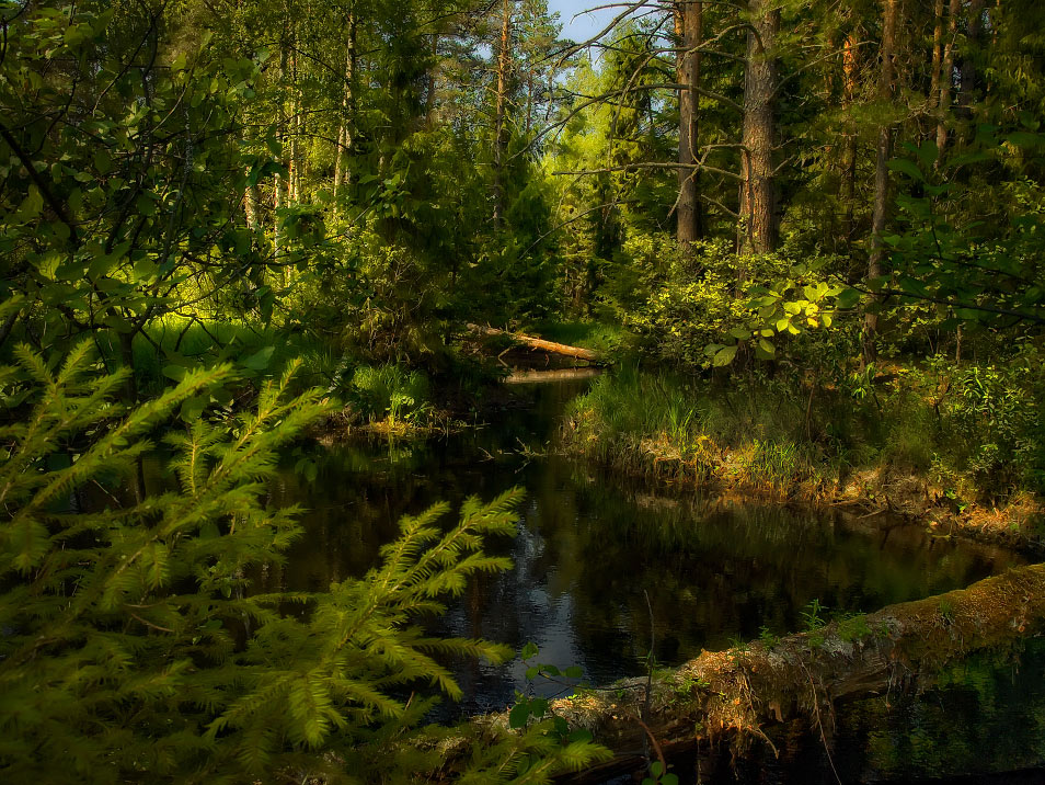 фото "Сказки нашего леса" метки: пейзаж, лес