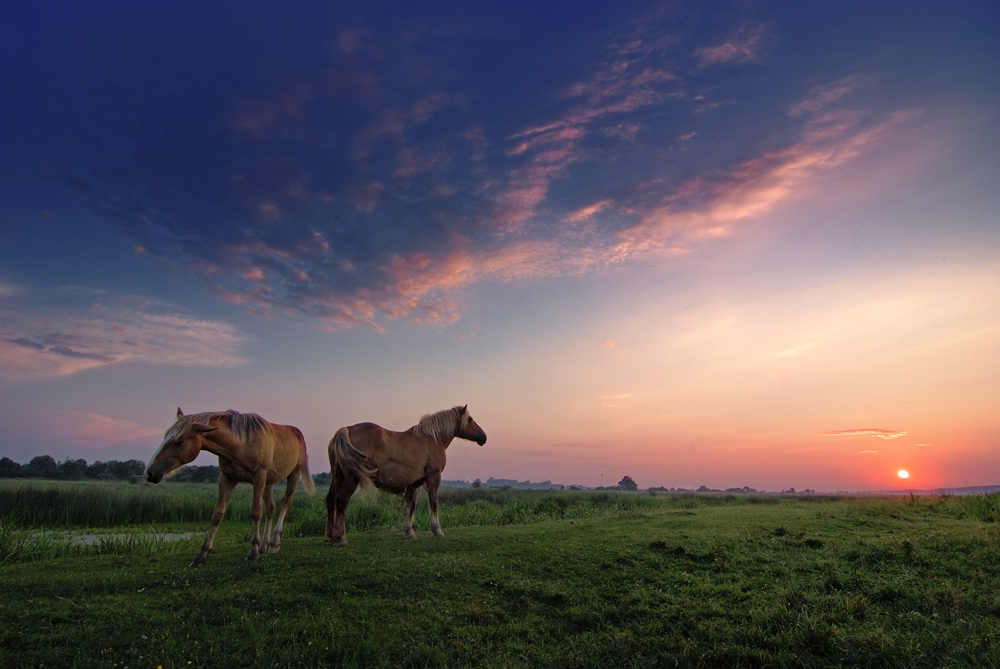 photo "***" tags: landscape, summer, sunset