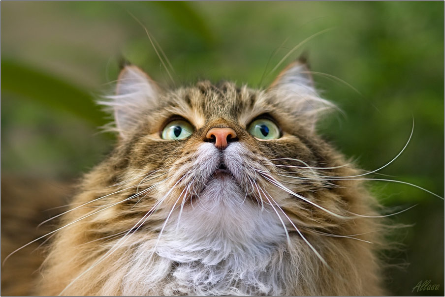 photo "***" tags: nature, humor, pets/farm animals