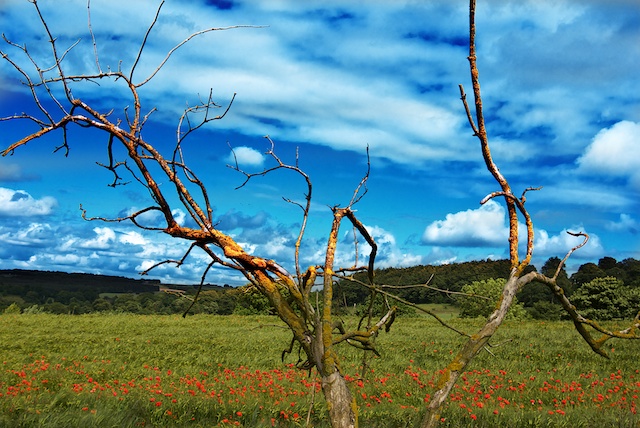 photo "Poppies on Field" tags: landscape, spring