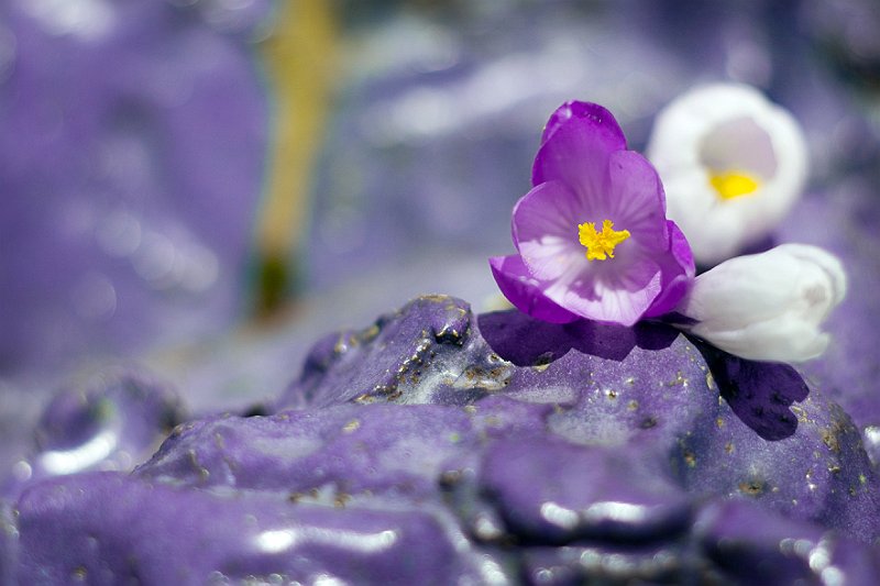 photo "purple" tags: nature, flowers