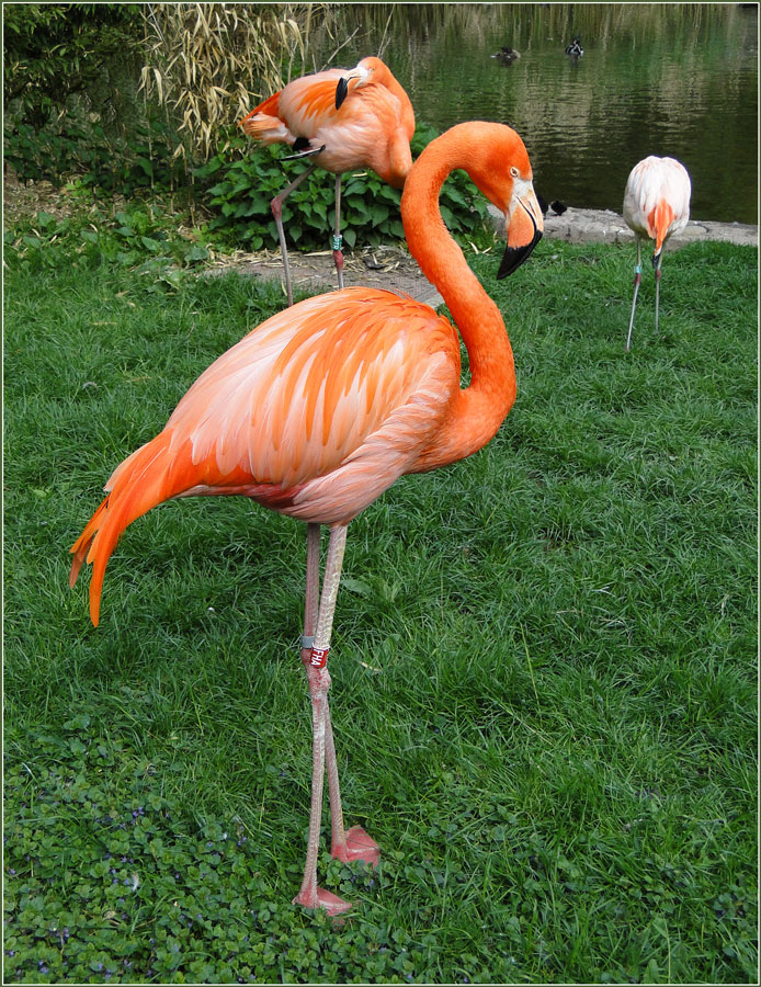 фото "Фламинго" метки: природа, путешествия, Европа, дикие животные
